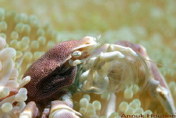 Porcelain crab, Neopetrolisthes maculatus. Picture taken ... by Anouk Houben 